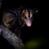 Vacice opossum - Didelphis marsupialis - Common Opossum 5262